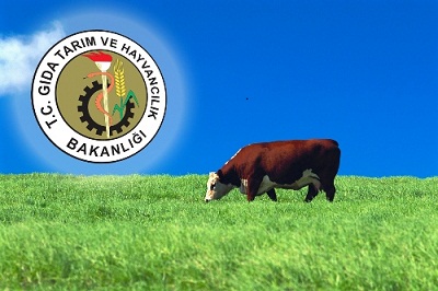 Hawaii, USA --- Cow Grazing in Pasture --- Image by © Royalty-Free/Corbis