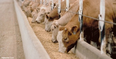 1323808_a_damizlik_boga_koc_ve_teke_desteginde_yuzde_80_hibe