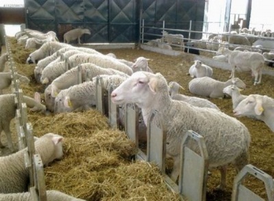 ulas-tarim-isletmesinden-koyunculuk-atagi-6191364_3998_400