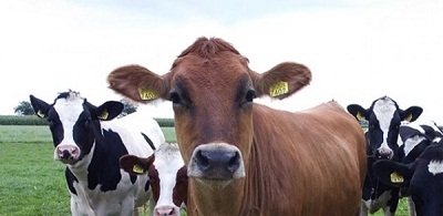 hayvanyetişticiliği