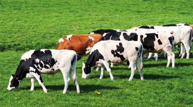 trabzona devlet desteği